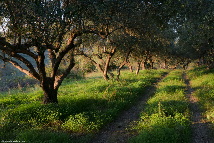Olive grove - click on the image to enlarge Olive grove - click on the image to enlarge