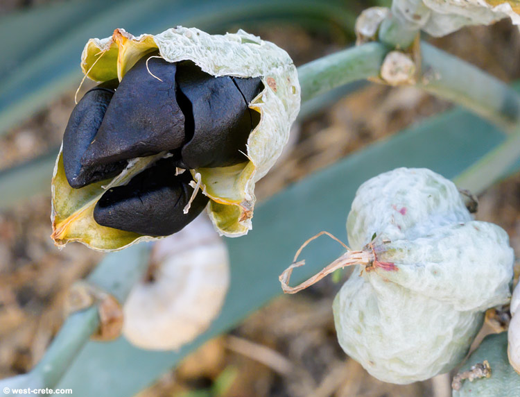 Seed head of Pancratium maritimum
 -  click on the image to enlarge
