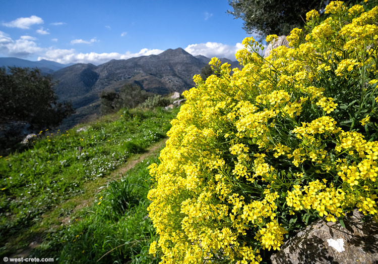 Aurinia saxatilis subsp. megalocarpa - click on the image to enlarge Aurinia saxatilis subsp. megalocarpa - click on the image to enlarge