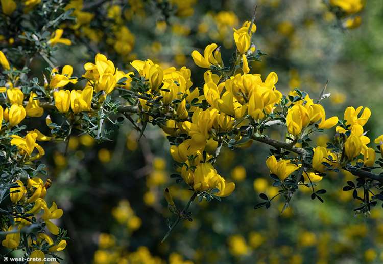 Spiny broom -  click on the image to enlarge