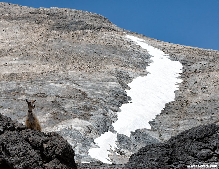 Goat in the mountains - click on the image to enlarge Goat in the mountains - click on the image to enlarge