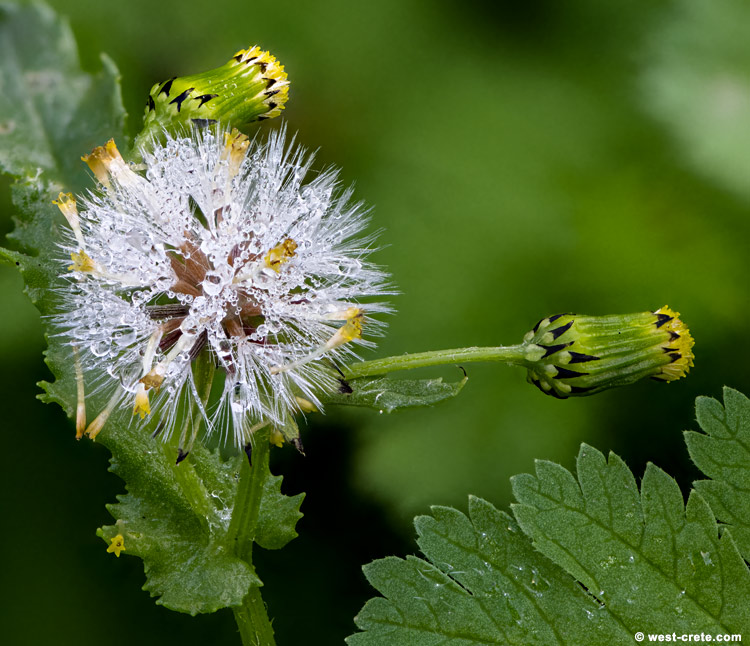 Morning dew - click on the image to enlarge Morning dew - click on the image to enlarge