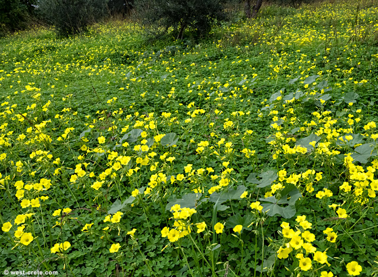 The Oxalis is in full bloom - click on the image to enlarge The Oxalis is in full bloom - click on the image to enlarge