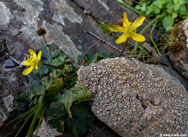 Ranunculus veronicae - click on the image to enlarge Ranunculus veronicae - click on the image to enlarge