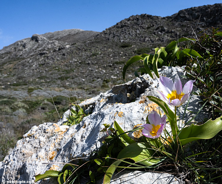 Tulipa saxatilis - click on the image to enlarge Tulipa saxatilis - click on the image to enlarge