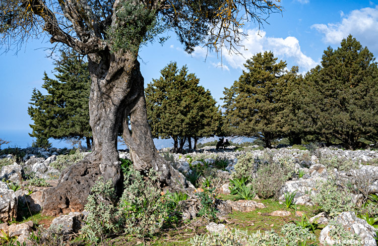 The two-legged olive tree - click on the image to enlarge The two-legged olive tree - click on the image to enlarge