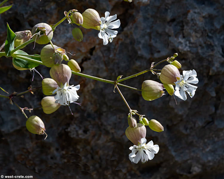 Silene vulgaris subsp. suffrutescens - click on the image to enlarge Silene vulgaris subsp. suffrutescensa - click on the image to enlarge