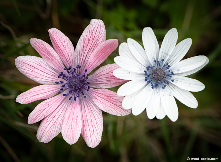 Anemone hortensis subsp. heldreichii - click on the image to enlarge Anemone hortensis subsp. heldreichii - click on the image to enlarge
