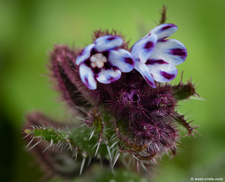 Anchusa variegata - click on the image to enlarge Anchusa variegata - click on the image to enlarge