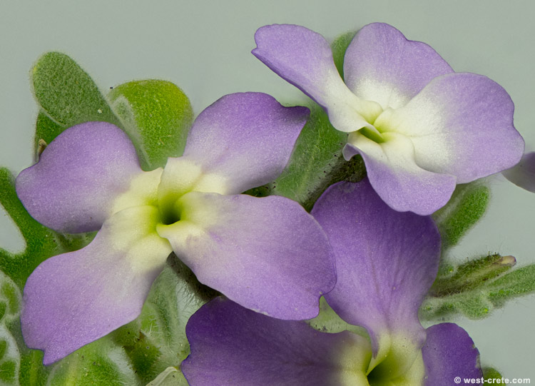 Matthiola tricuspidata - click on the image to enlarge Matthiola tricuspidata - click on the image to enlarge