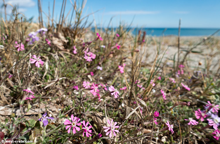 Maleme beach - click on the image to enlarge Maleme beach - click on the image to enlarge