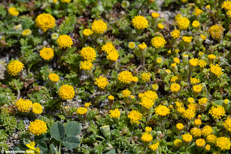 Anthemis rigida - click on the image to enlarge Anthemis rigida - click on the image to enlarge