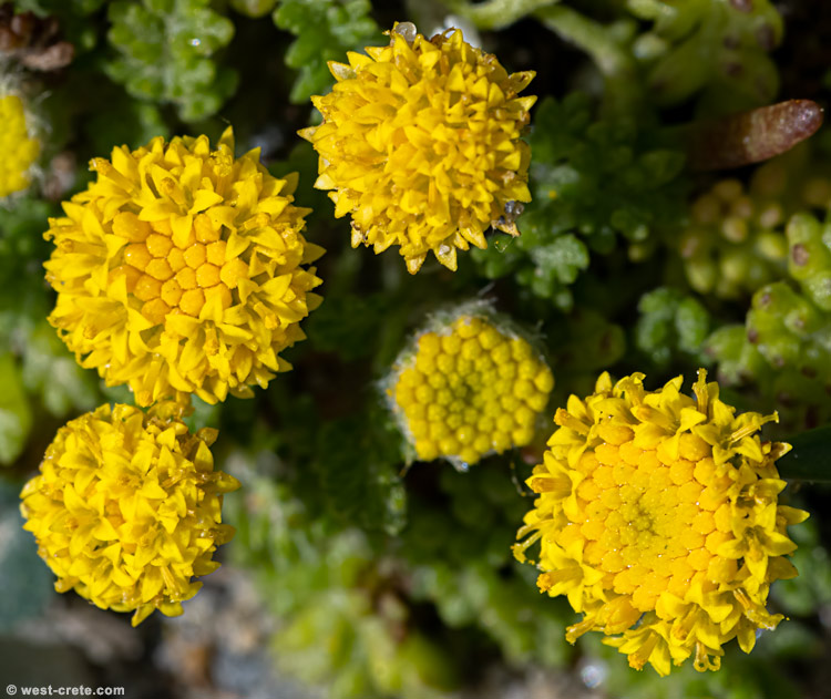 Anthemis rigida - click on the image to enlarge Anthemis rigida - click on the image to enlarge