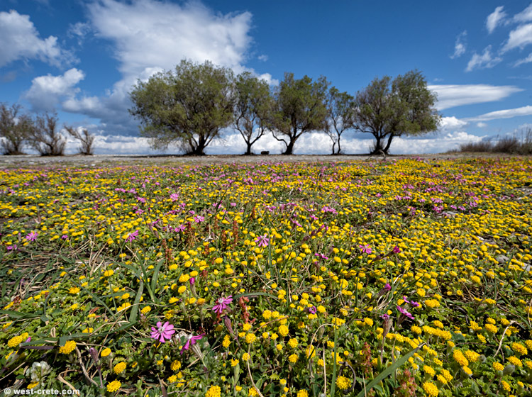 Spring by the beach - click on the image to enlarge Spring by the beach - click on the image to enlarge