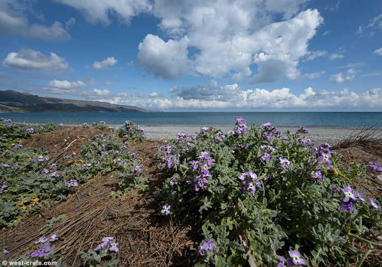 Spring by the beach - click on the image to enlarge Spring by the beach - click on the image to enlarge