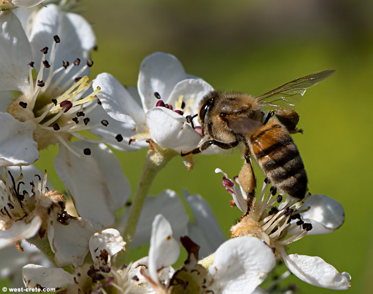 Spring - click on the image to enlarge Spring - click on the image to enlarge