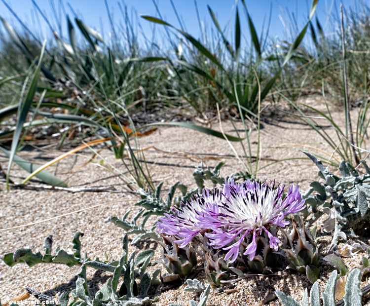 Centaurea pumilio in Falasarna - click on the image to enlarge Centaurea pumilio in Falasarna - click on the image to enlarge