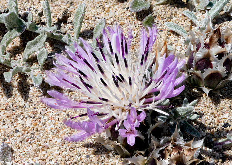 Centaurea pumilio in Falasarna - click on the image to enlarge Centaurea pumilio in Falasarna - click on the image to enlarge