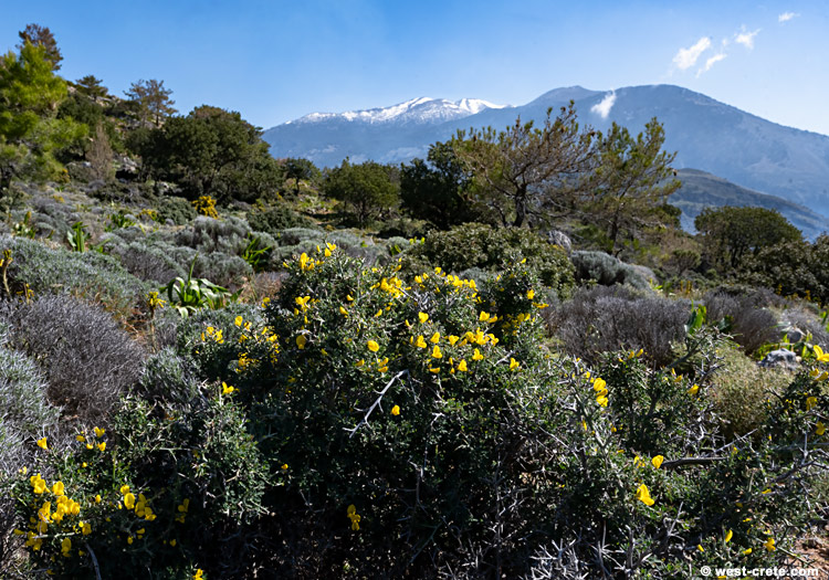 In the hills above Sougia - click on the image to enlarge In the hills above Sougia - click on the image to enlarge