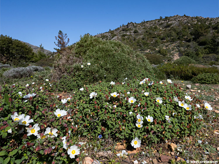 In the hills above Sougia - click on the image to enlarge In the hills above Sougia - click on the image to enlarge