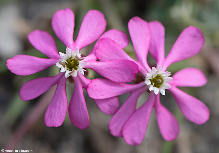 Silene colorata - click on the image to enlarge Silene colorata - click on the image to enlarge
