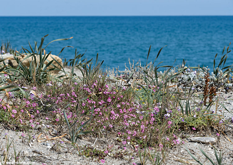 Maleme beach - click on the image to enlarge Maleme beach - click on the image to enlarge