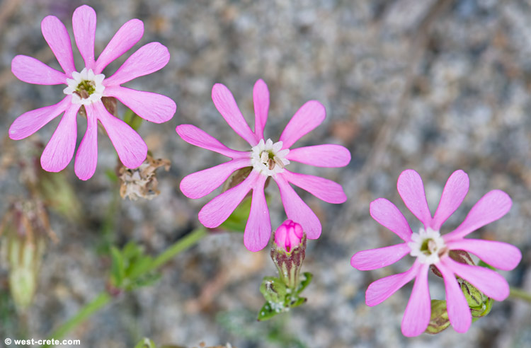Silene colorata - click on the image to enlarge Silene colorata - click on the image to enlarge