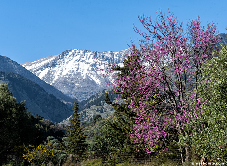 Spring in Apokorona - click on the image to enlarge Spring in Apokorona - click on the image to enlarge