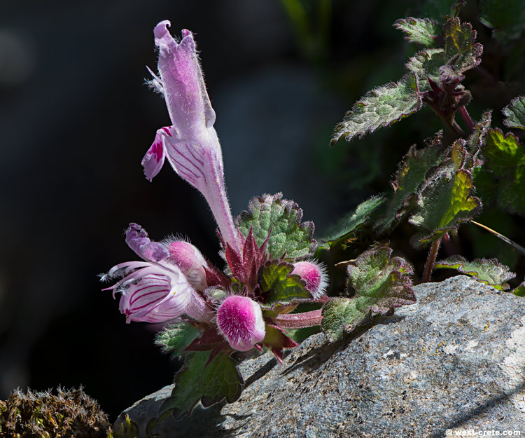 Lamium amplexicaule - click on the image to enlarge Lamium amplexicaule - click on the image to enlarge