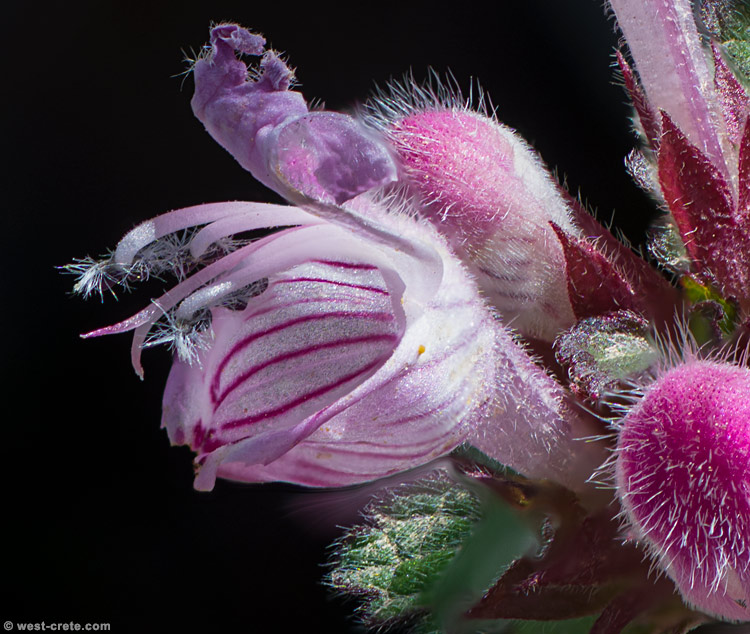 Lamium amplexicaule - click on the image to enlarge Lamium amplexicaule - click on the image to enlarge