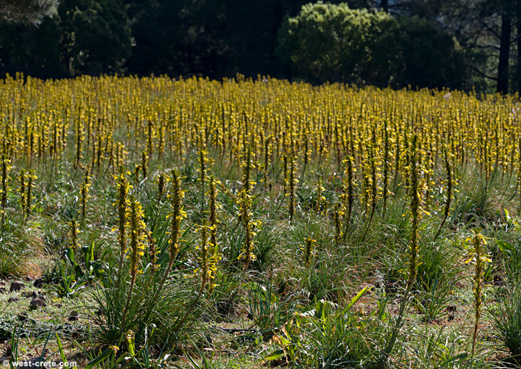 A field of Asphodeline lutea in Anopolis - click on the image to enlarge A field of Asphodeline lutea in Anopolis - click on the image to enlarge