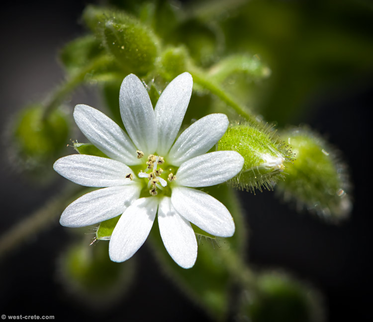 Stellaria cupaniana - click on the image to enlarge Stellaria cupaniana - click on the image to enlarge