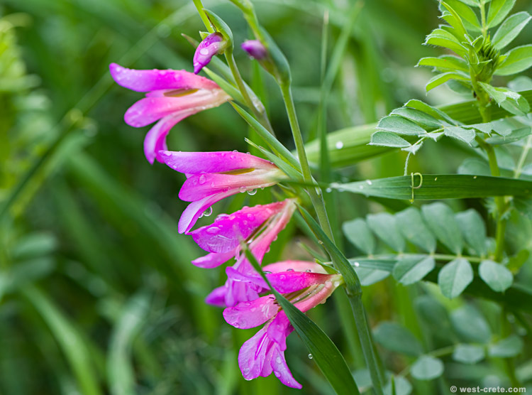 Gladiolus italicus - click on the image to enlarge Gladiolus italicus - click on the image to enlarge