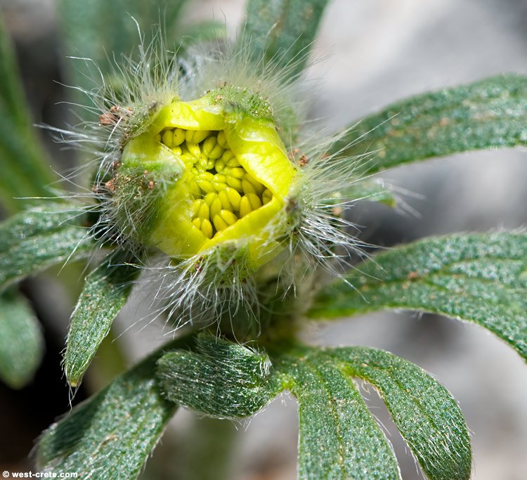 Ranunculus sprunerianus - click on the image to enlarge Ranunculus sprunerianus- click on the image to enlarge