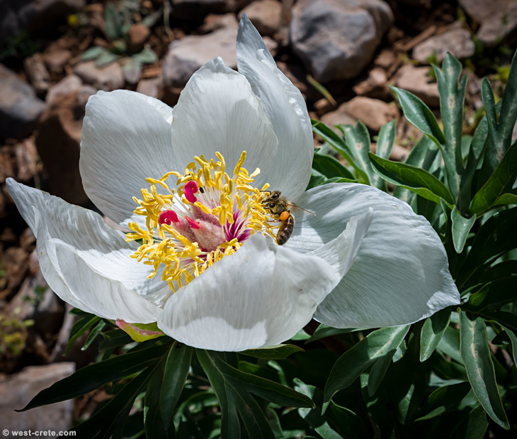 Paeonia clusii - click on the image to enlarge Paeonia clusii - click on the image to enlarge