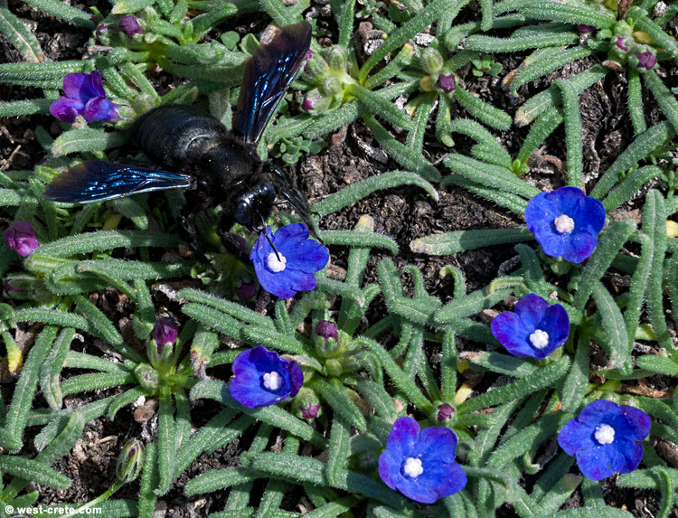 Anchusa cespitosa and carpenter bee - click on the image to enlarge Anchusa cespitosa and carpenter bee - click on the image to enlarge