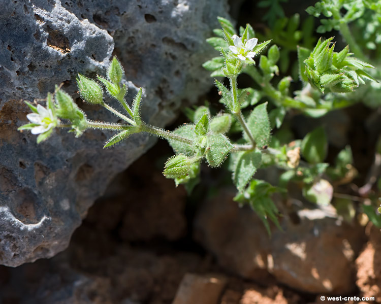 Arenaria saponarioides - click on the image to enlarge Arenaria saponarioides - click on the image to enlarge