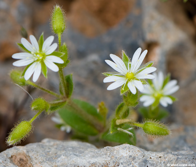 Cerastium brachypetalum subsp. roeseri - click on the image to enlarge Cerastium brachypetalum subsp. roeseri - click on the image to enlarge