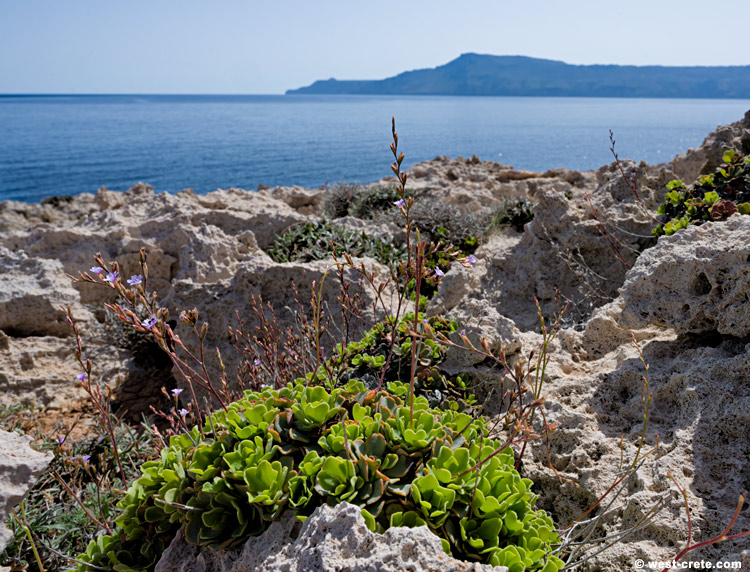 Limonium frederici - click on the image to enlarge Limonium frederici - click on the image to enlarge
