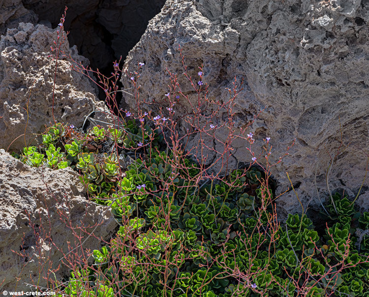 Limonium frederici - click on the image to enlarge Limonium frederici - click on the image to enlarge