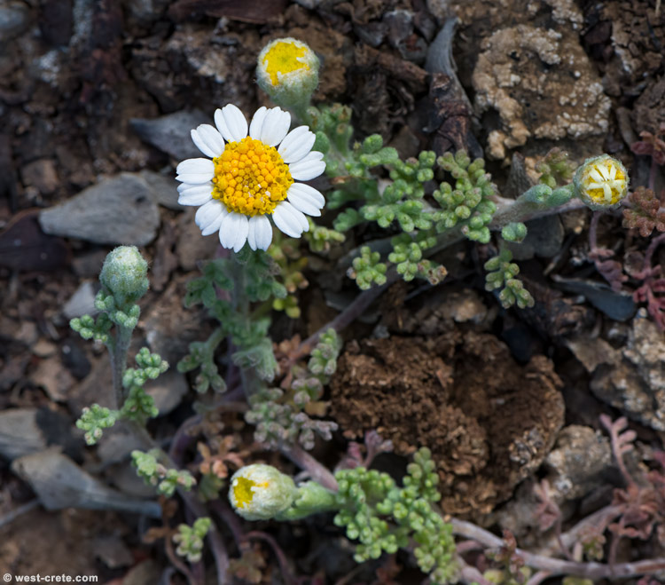 Anthemis rigida subsp. ammanthiformis - click on the image to enlarge Anthemis rigida subsp. ammanthiformis - click on the image to enlarge