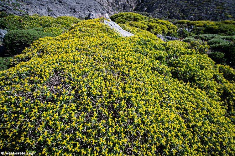 Euphorbia acanthothamnos - click on the image to enlarge Euphorbia acanthothamnos - click on the image to enlarge