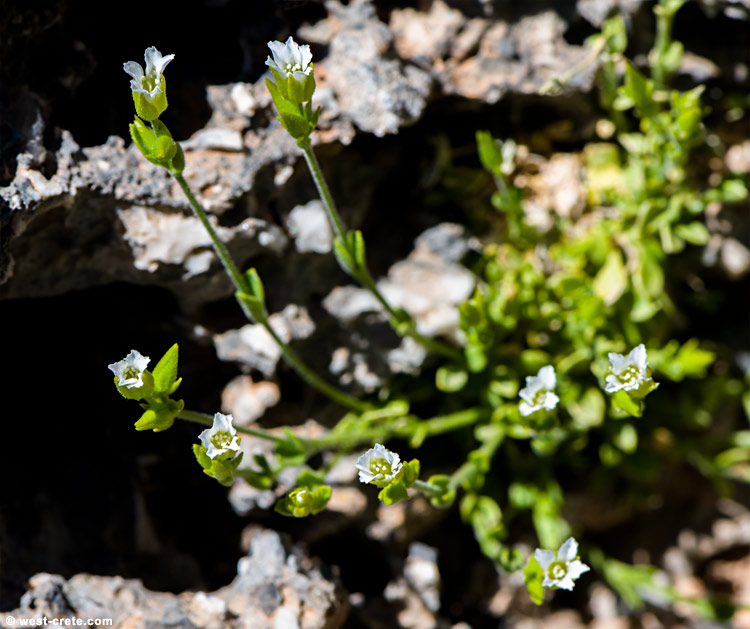 Arenaria filicaulis subsp. graeca - click on the image to enlarge Arenaria filicaulis subsp. graeca - click on the image to enlarge