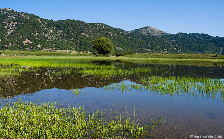 Seasonal pond in Omalos - click on the image to enlarge Seasonal pond in Omalos - click on the image to enlarge