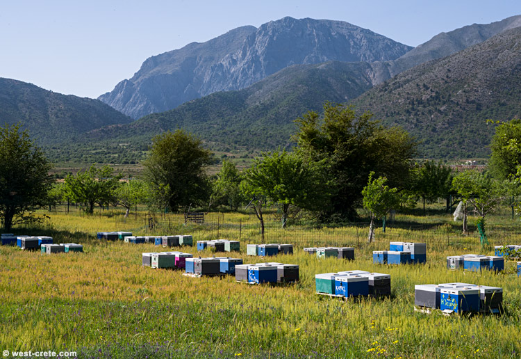Beehives in Omalos - click on the image to enlarge Beehives in Omalos - click on the image to enlarge