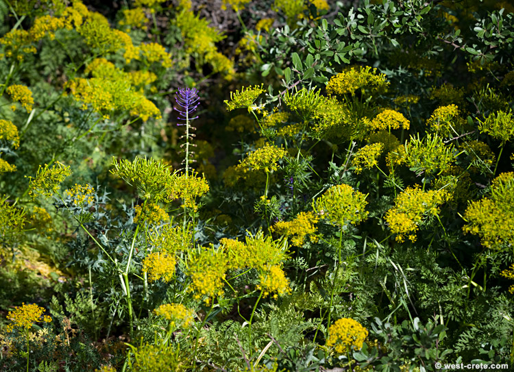 Chaerophyllum creticum and Muscari comosum - click on the image to enlarge Chaerophyllum creticum and Muscari comosum - click on the image to enlarge