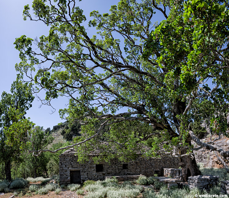 Ladogiannis mitato in Plakokourta - click on the image to enlarge Ladogiannis mitato in Plakokourta - click on the image to enlarge