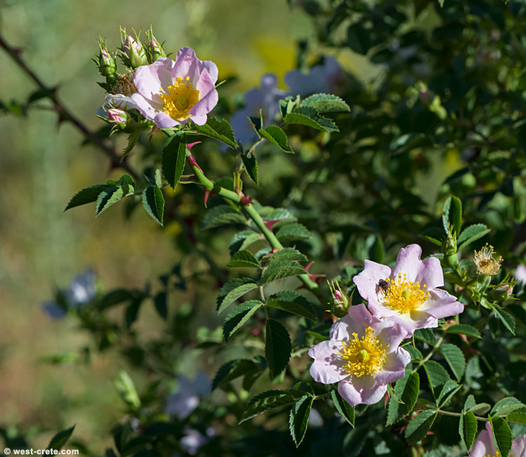 Rosa canina - click on the image to enlarge Rosa canina - click on the image to enlarge