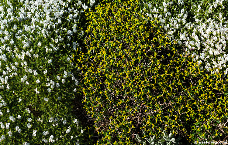 Cushion plants - click on the image to enlarge Cushion plants - click on the image to enlarge