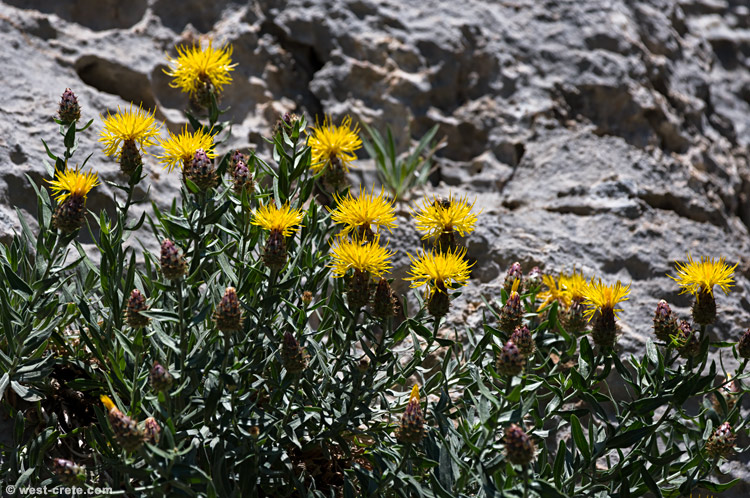 Centaurea lancifolia - click on the image to enlarge Centaurea lancifolia - click on the image to enlarge